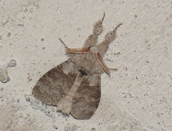 Notodontidae? No, Calliteara pudibunda (Erebidae Lymantriinae)